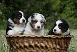 BERGER AUSTRALIEN PUPPIES 354
